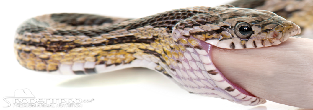 View of Feeding Frozen Thawed Food vs. Live Prey to Captive Reptiles